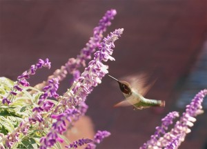 a hummingbird hovers in the front of a flower